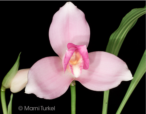 Lycaste skinneri 