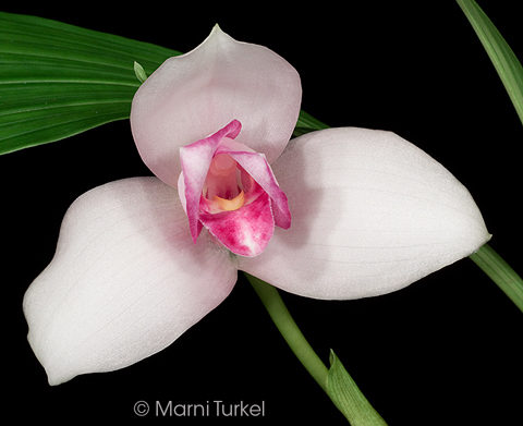 (Lycaste virginalis/skinner '6670'