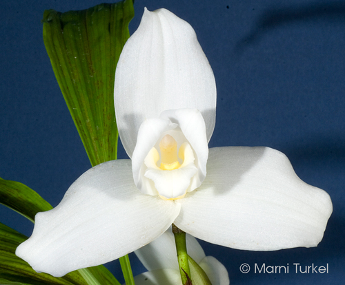 Lycaste skinnerii alba 'Alek Koomanoff'