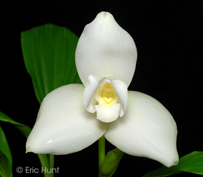 Lycaste virginalis/skinner