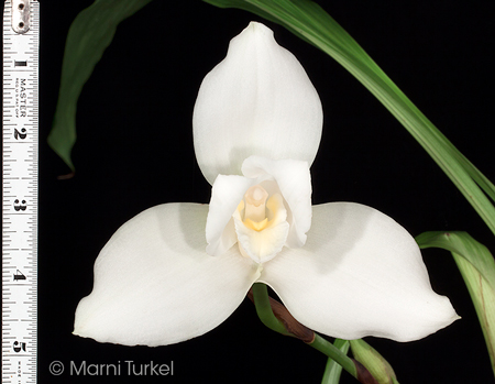 Lycaste virginalis/skinneri alba