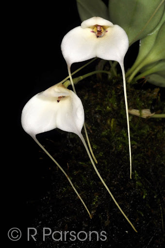 Masdevallia andreettaeana