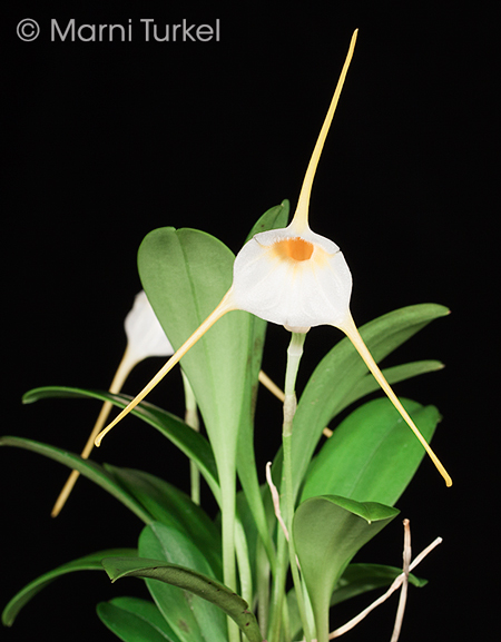 Masdevallia constricta