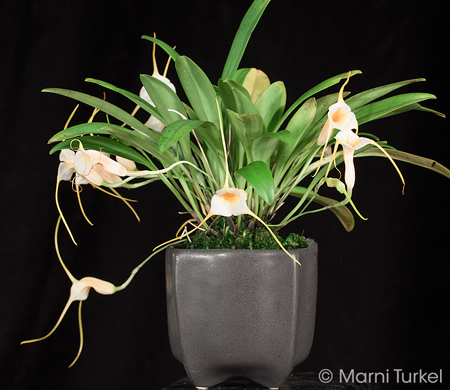 Masdevallia constricta