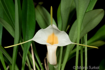 Masdevallia fuchsi