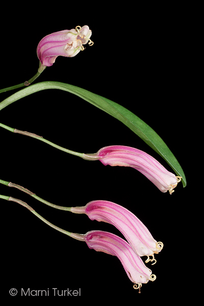 Masdevallia notosiberica