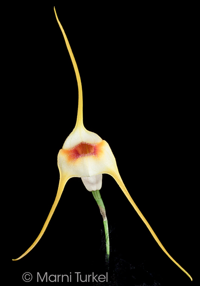 Masdevallia rex