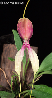 Masdevallia setacea