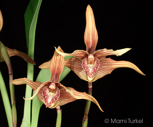 Maxillaria striata 'Yellowstone' AM/AOS