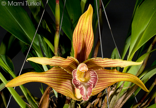 Maxillaria striata 'Yellowstone' AM/AOS