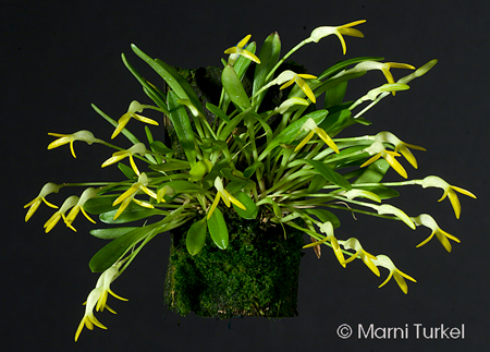 Masdevallia venezuelana