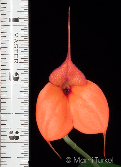 Masdevallia welischii