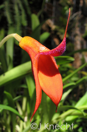 Masdevallia welischii