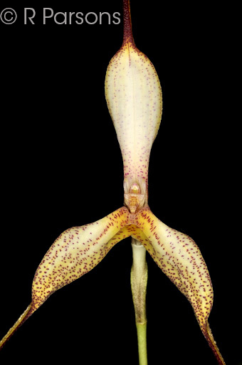 Masdevallia wurdackii