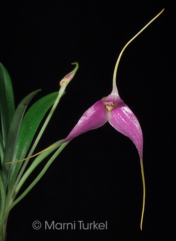 Masdevallia lamprotyria