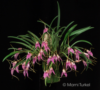 Masdevallia lamprotyria