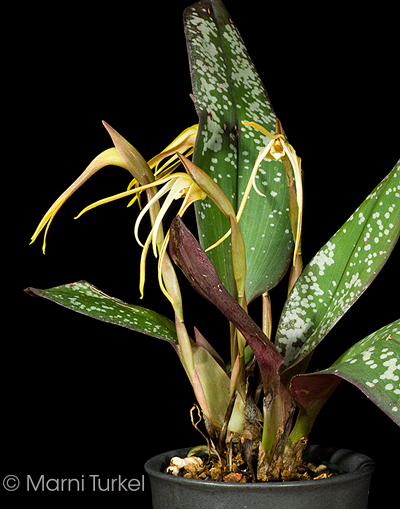 Maxillaria reichenheimiana