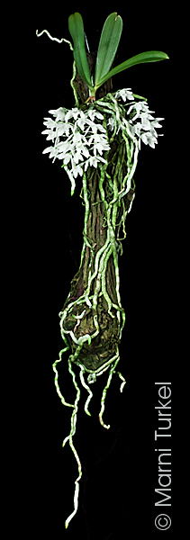 Mystacidium braybonae