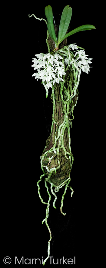 Mystqacidium brabonae