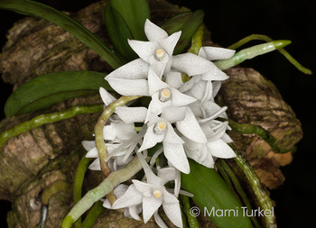 Mystacidium braybonae