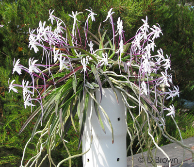 Neofinetia falcata