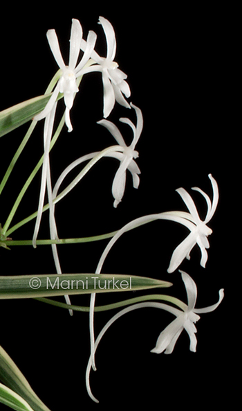 Vanda/Neofinetia falcata Gojo Fukirin