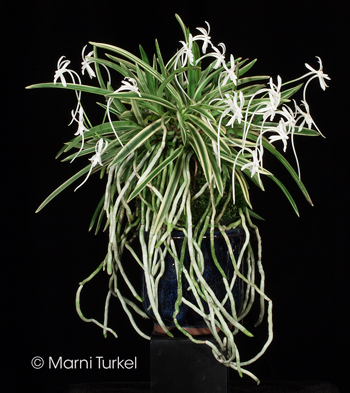 Vanda/Neofinetia falcata Gojo Fukirin