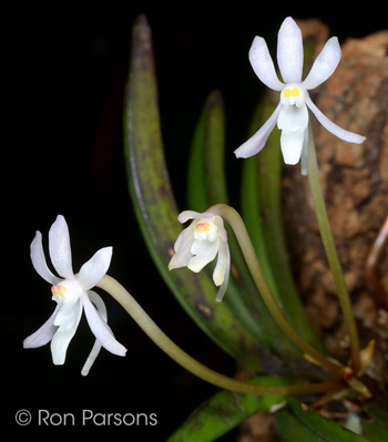 Vanda/Neofinetia richardsiana