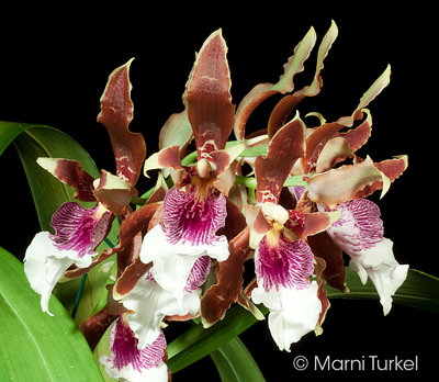 Odontoglossum harryanum 'Stony Point'