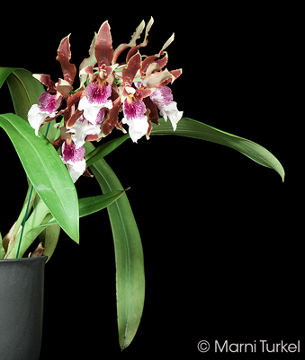 Odontoglossum harryanum 'Stony Point'