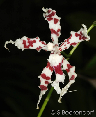 Odontoglossum lucianianum