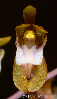 Oeceoclades gracillima/roseovariegata