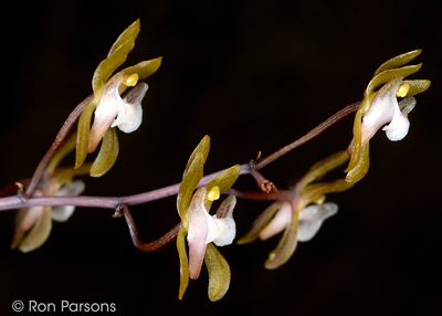 Oeceoclades gracillima/roseovariegata