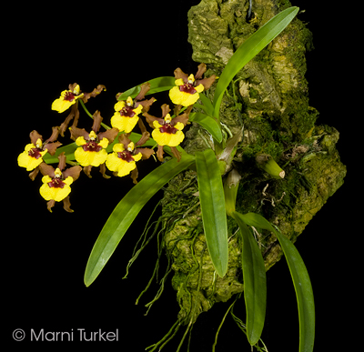 Oncidium croesus