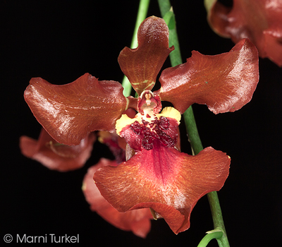 Oncidium zappii