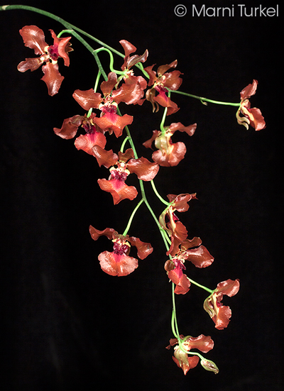 Oncidium zappii