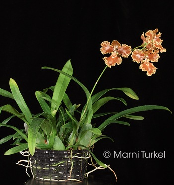 oncidium.forbesii