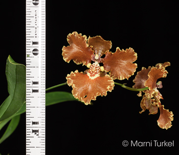 Oncidium forbesii