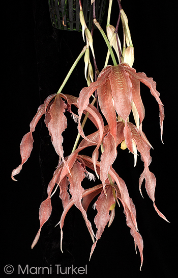 Paphinia herrerae '5314'