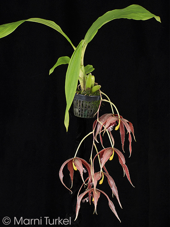 Paphinia neudeckeri