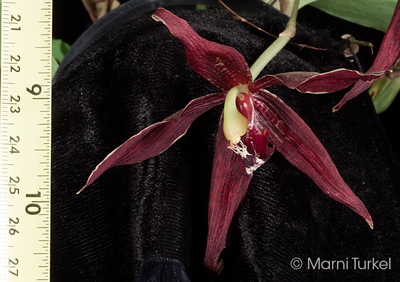 Paphinia neudeckeri