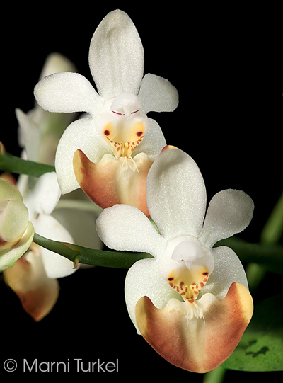 Phalaenopsis lobbii