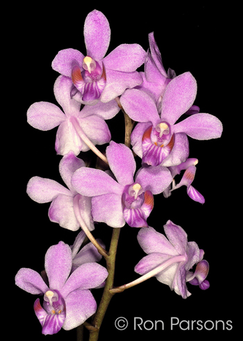 Phalaenopsis pulcherrima