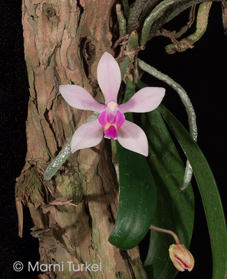 Phalaenopsis wilsonii