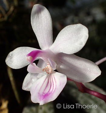 Phalaenopsis lindenii