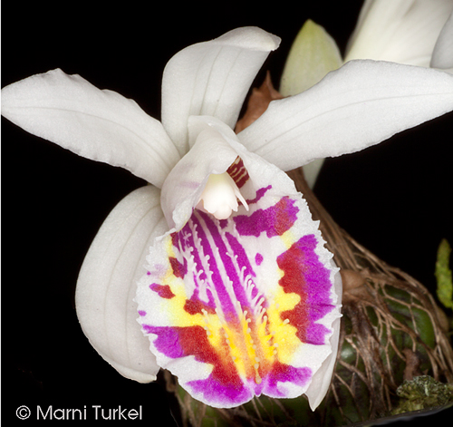 Pleione maculata