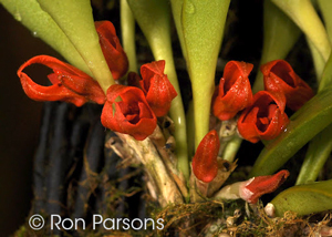 Pleurothallis (Specklinia) tribuloides