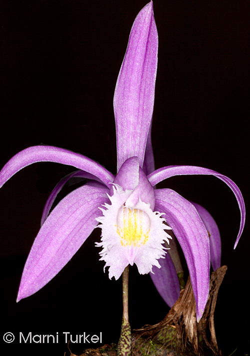 Pleione praecox