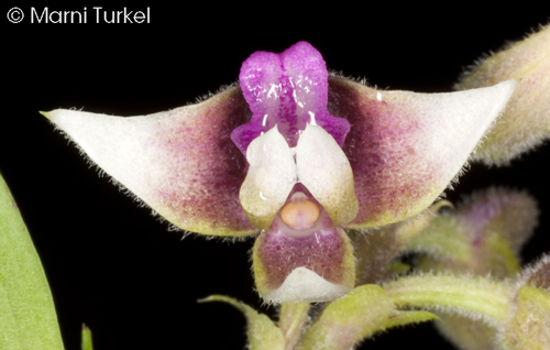 Polystachya johnstonii