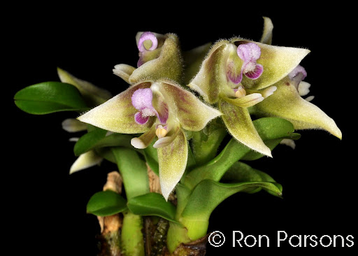 Polystachya johnstonii